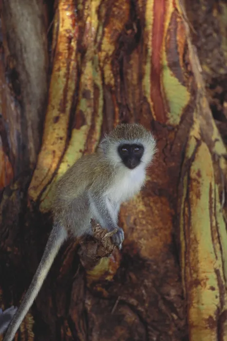 Framed Print : Vervet Monkey