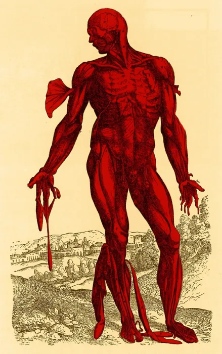 Framed Print : Vesalius De humani Corporis Fabrica Framed Print : Vesalius De humani Corporis Fabrica