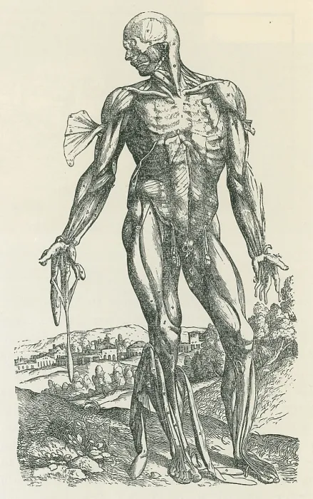 Framed Print : Vesalius De humani Corporis Fabrica Framed Print : Vesalius De humani Corporis Fabrica