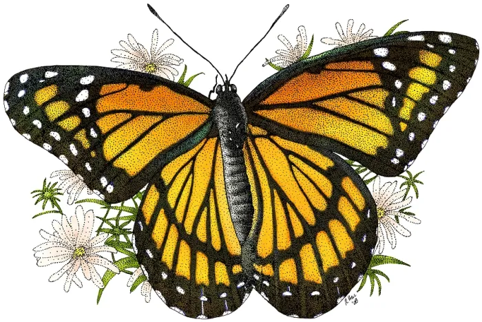 Framed Print : Viceroy Butterfly Framed Print : Viceroy Butterfly