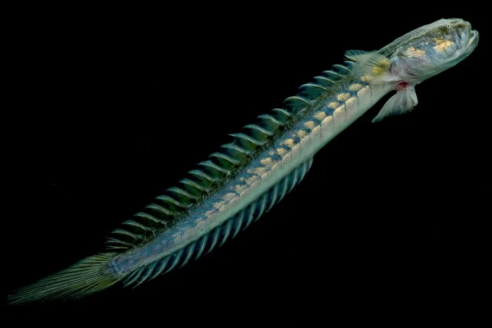 Framed Print : Violet Goby (Gobioides broussonnetii) Framed Print : Violet Goby (Gobioides broussonnetii)