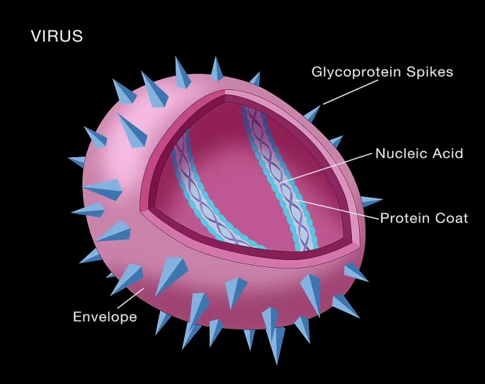 Framed Print : Virus Diagram Framed Print : Virus Diagram