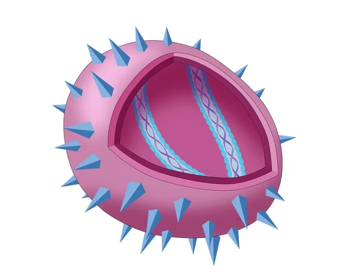 Framed Print : Virus Diagram Framed Print : Virus Diagram