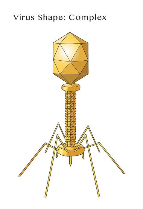 Framed Print : Virus Shape, Complex, Illustration Framed Print : Virus Shape, Complex, Illustration