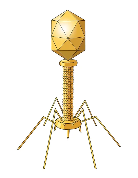 Framed Print : Virus Shape, Complex, Illustration Framed Print : Virus Shape, Complex, Illustration