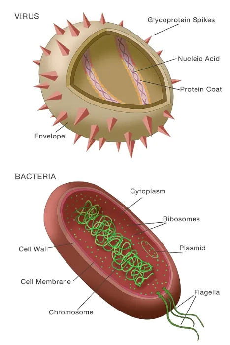 Framed Print : Virus vs bacteria structure comparison of differences, diagram, medical visual Framed Print : Virus vs bacteria structure comparison of differences, diagram, medical visual
