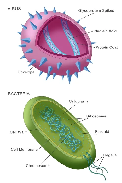 Framed Print : Virus vs bacteria structure comparison of differences, diagram, medical visual Framed Print : Virus vs bacteria structure comparison of differences, diagram, medical visual