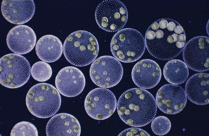 Framed Print : Volvox are spherical colonies of green algae cells clinging to a semi-transparent Framed Print : Volvox are spherical colonies of green algae cells clinging to a semi-transparent