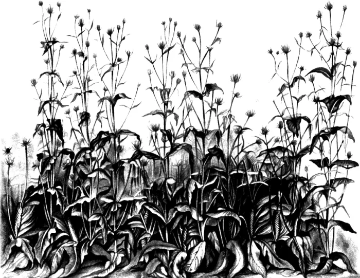 Framed Print : De Vries Experimental Garden Framed Print : De Vries Experimental Garden