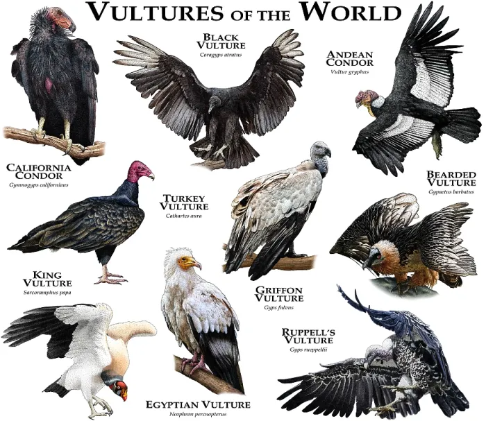 Framed Print : Vultures of the World Framed Print : Vultures of the World
