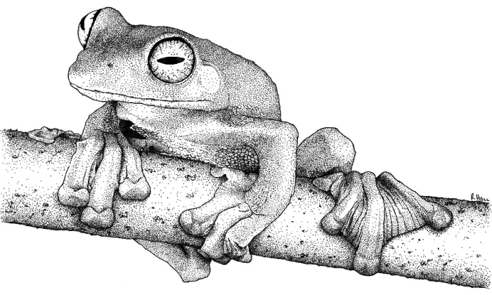Framed Print : Wallace's Flying Frog