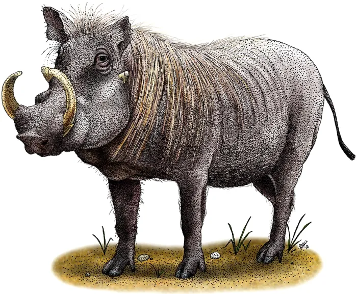 Framed Print : Warthog. Illustration of a Warthog (Phacochoerus africanus) Framed Print : Warthog. Illustration of a Warthog (Phacochoerus africanus)