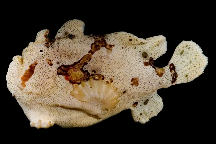 Framed Print : Warty Frogfish