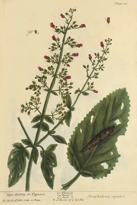 Framed Print : Water Betony, Medicinal Plant, 1737 Framed Print : Water Betony, Medicinal Plant, 1737