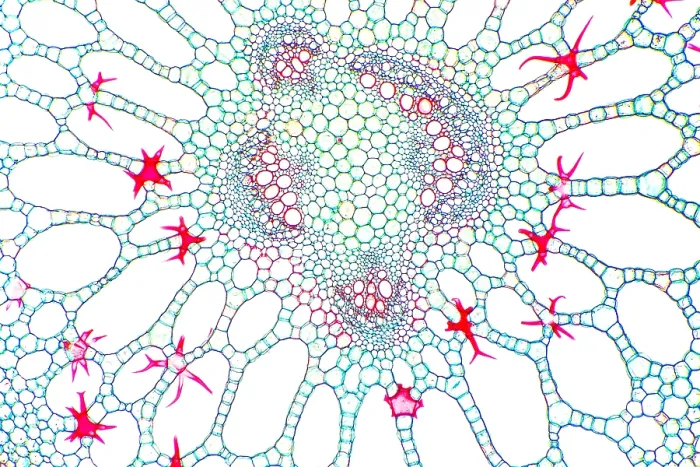 Framed Print : Water Lily Petiole, light micrograph