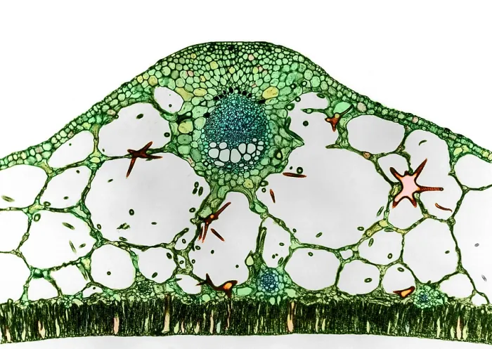 Framed Print : Water-lily Petiole with Sclereids, light micrograph Framed Print : Water-lily Petiole with Sclereids, light micrograph