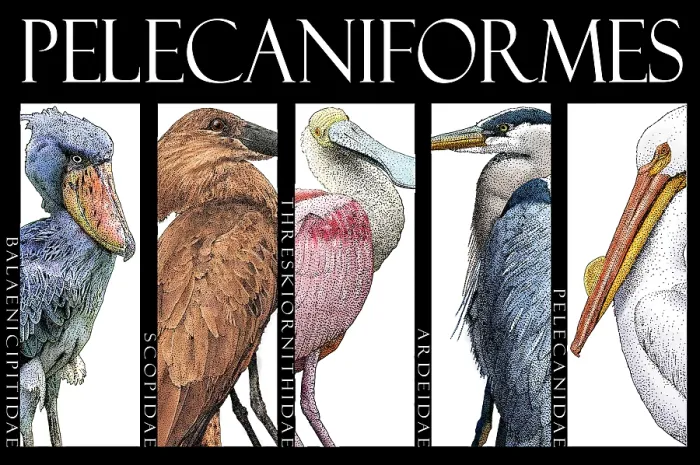 Framed Print : Waterbirds, Poster Framed Print : Waterbirds, Poster