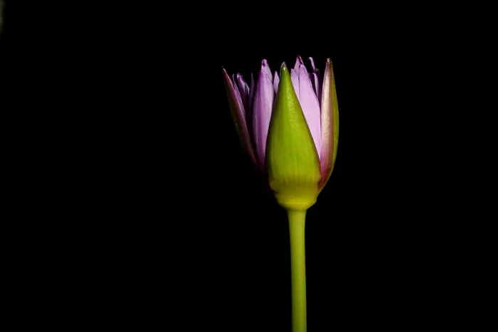 Framed Print : Waterlily opening (part of a series)