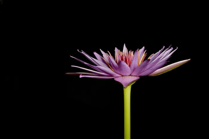Framed Print : Waterlily opening (part of a series) Framed Print : Waterlily opening (part of a series)