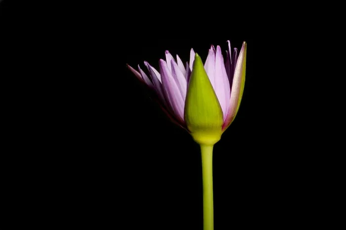 Framed Print : Waterlily opening (part of a series) Framed Print : Waterlily opening (part of a series)