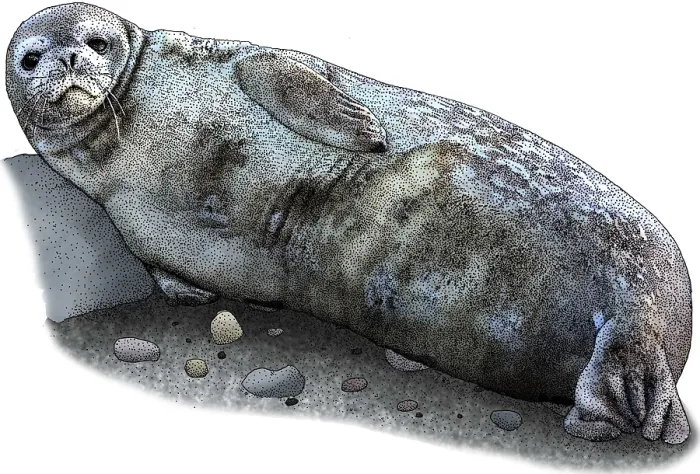 Framed Print : Weddell Seal Framed Print : Weddell Seal