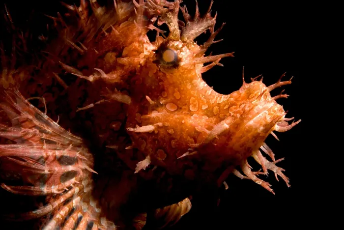 Framed Print : Weedy Scorpionfish Framed Print : Weedy Scorpionfish