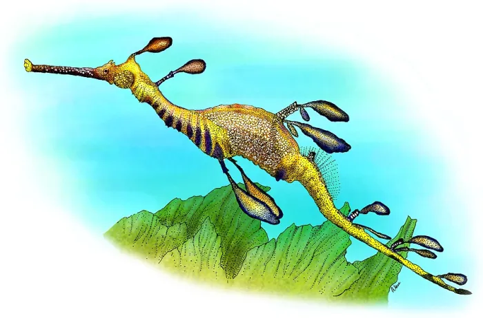 Framed Print : Weedy Sea Dragon