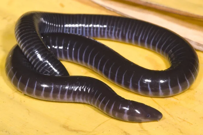 Framed Print : West African Caecilian Framed Print : West African Caecilian