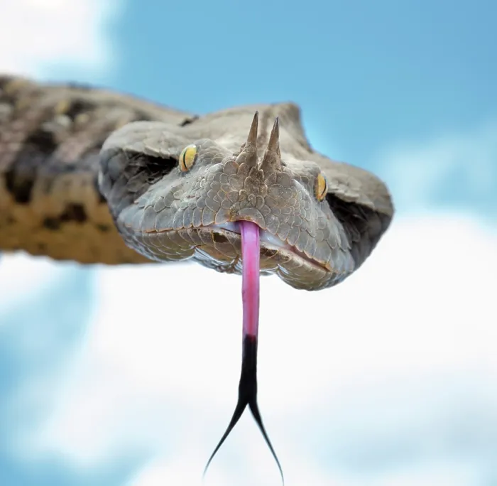 Framed Print : West African Gaboon Viper