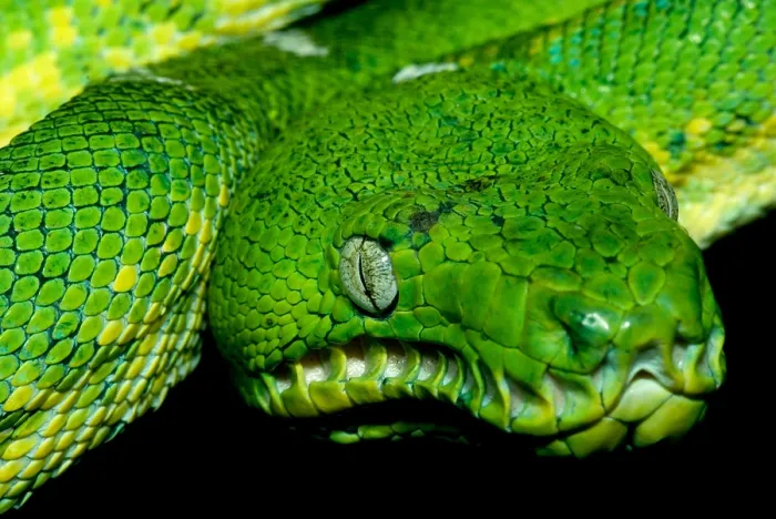 Framed Print : West Amazonian Emerald Tree Boa