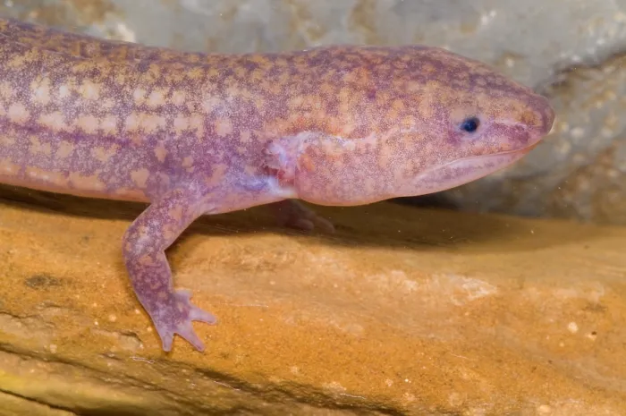 Framed Print : West Virginia Spring Salamander