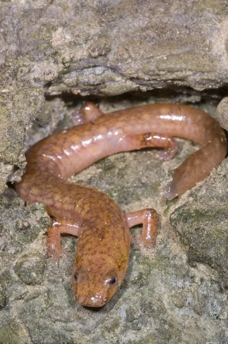 Framed Print : West Virginia Spring Salamander