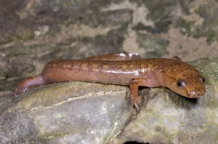 Framed Print : West Virginia Spring Salamander