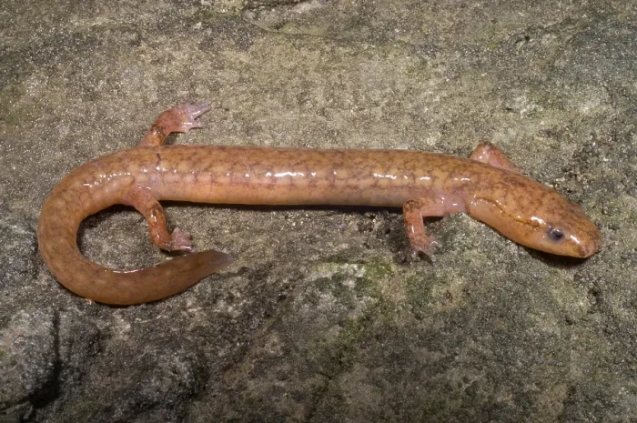 Framed Print : West Virginia Spring Salamander