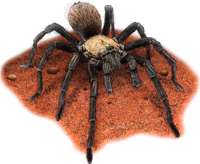 Framed Print : Western Desert Tarantula, Illustration Framed Print : Western Desert Tarantula, Illustration