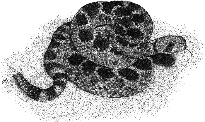 Framed Print : Western Diamondback Rattlesnake Framed Print : Western Diamondback Rattlesnake