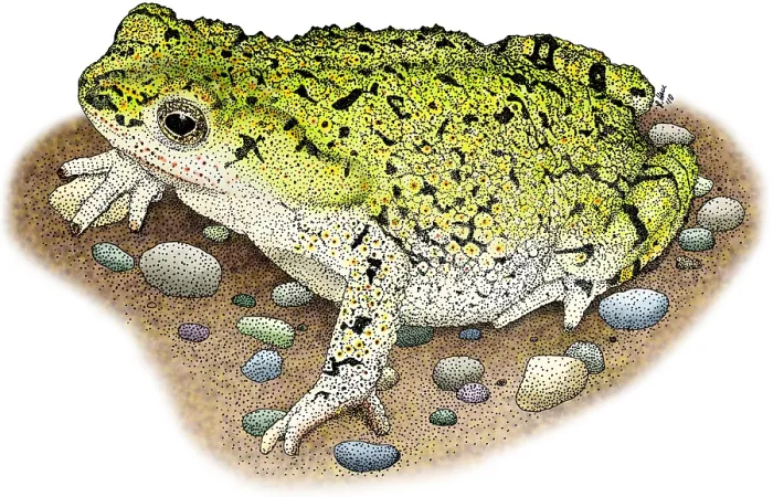 Framed Print : Western Green Toad Framed Print : Western Green Toad