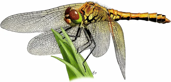 Framed Print : Western meadowhawk dragonfly Framed Print : Western meadowhawk dragonfly