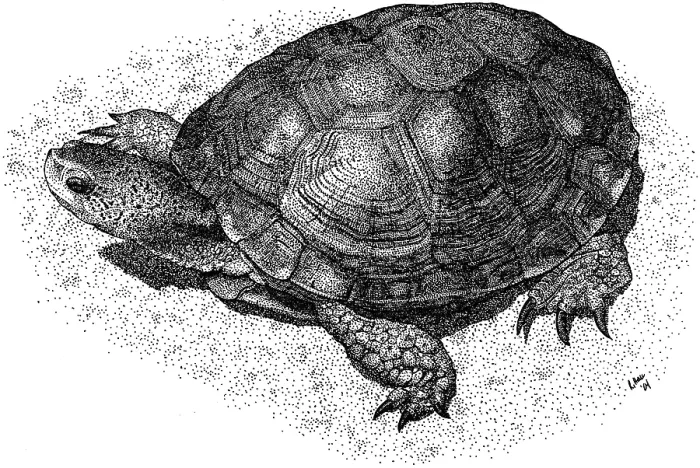 Framed Print : Western Pond Turtle Framed Print : Western Pond Turtle