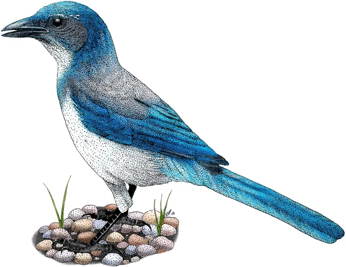 Framed Print : Western Scrub Jay