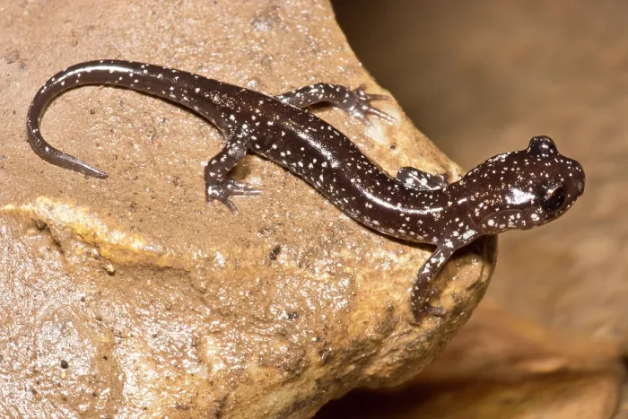 Framed Print : Western Slimy Salamander (Plethodon albagula) Framed Print : Western Slimy Salamander (Plethodon albagula)