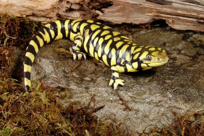 Framed Print : Western Tiger Salamander Framed Print : Western Tiger Salamander