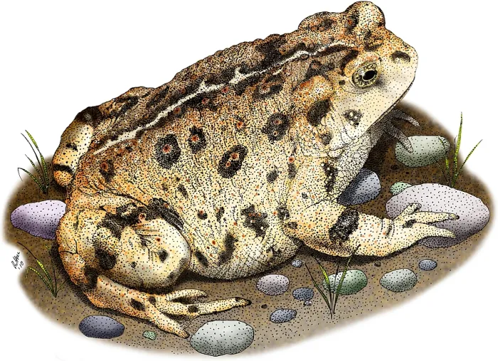 Framed Print : Western Toad Framed Print : Western Toad