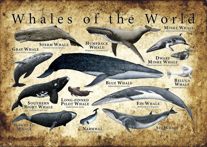 Framed Print : Whales of the World Framed Print : Whales of the World