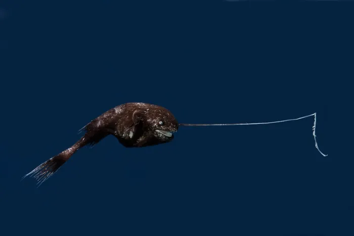 Framed Print : Whipnose Anglerfish female (R. leptonema)