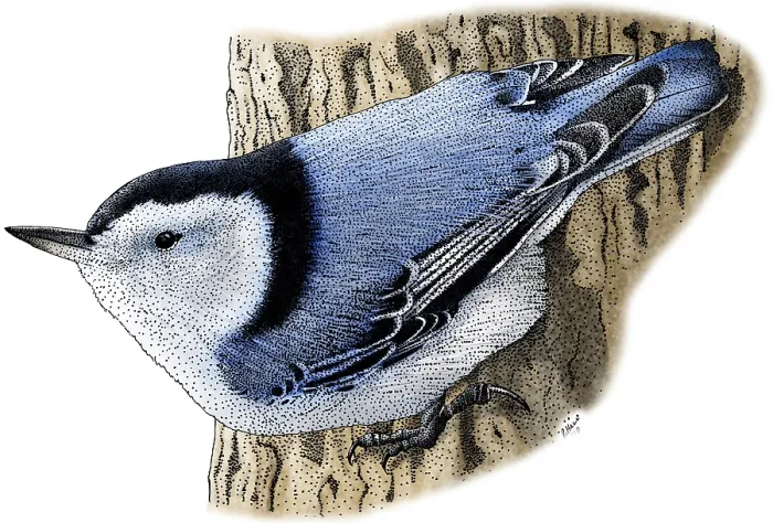 Framed Print : White-Breasted Nuthatch Framed Print : White-Breasted Nuthatch