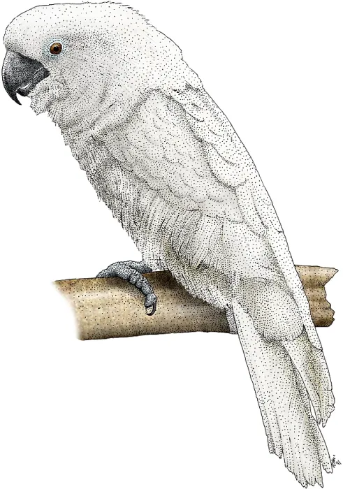 Framed Print : White Cockatoo Framed Print : White Cockatoo