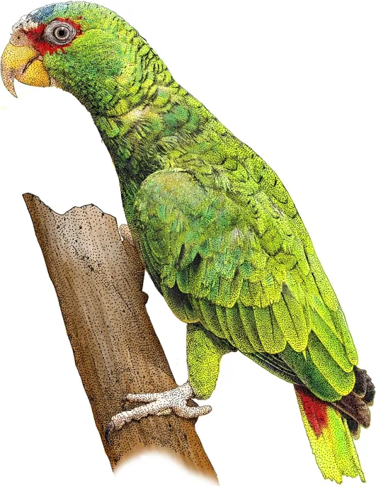 Framed Print : White-fronted Amazon, Illustration Framed Print : White-fronted Amazon, Illustration