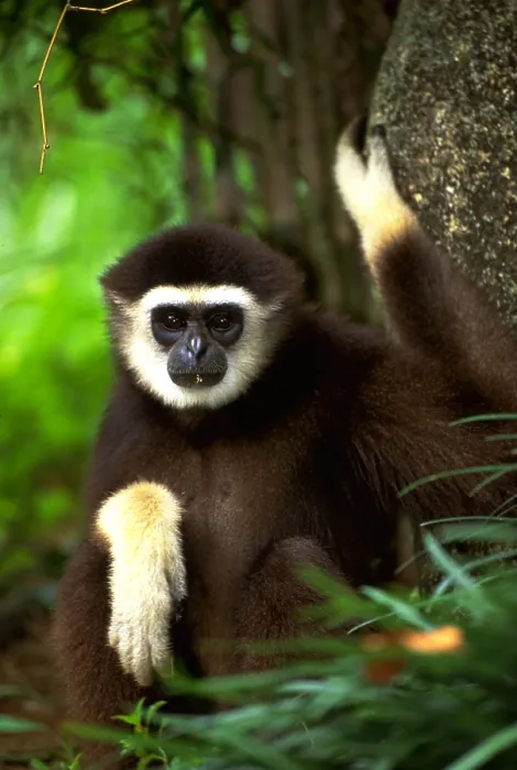Framed Print : White-handed gibbon