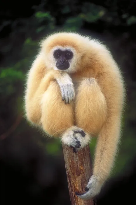Framed Print : White-handed gibbon
